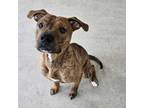 Adopt Tanner a Pit Bull Terrier