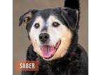 Adopt Saber a Mixed Breed