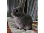 Adopt Rhett a Netherland Dwarf