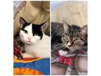 Adopt Binx and Charlene a Domestic Short Hair