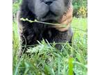 Chinese Shar-Pei Puppy for sale in Merritt Island, FL, USA