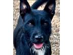 Adopt Jingle 24 a Wirehaired Terrier