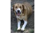 Adopt Happy 24 a Labrador Retriever