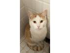 Adopt Axel KITTEN a Domestic Short Hair