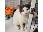 Adopt Meo a Domestic Short Hair