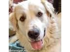 Adopt Spencer in CT - Fun-Loving Loyal Companion! a Great Pyrenees