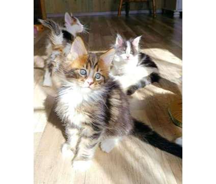 Maine Coon Kittens Available is a Everything Else for Sale in Ashburn VA
