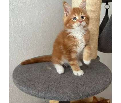 Lovely Maine Coon Kittens is a Everything Else for Sale in Ashburn VA