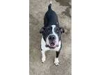 Adopt Seventy Seven H4 AVAILABLE a American Staffordshire Terrier