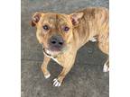 Adopt Clive A28 AVAILABLE a Pit Bull Terrier