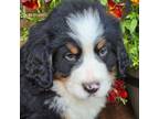 Bernese Mountain Dog Puppy for sale in Gaffney, SC, USA