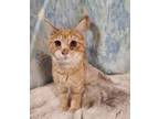 Adopt Larry a Domestic Short Hair