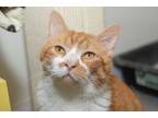 Adopt ANGEL GABRIEL a Domestic Short Hair