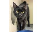 Adopt Icelynn a Domestic Short Hair