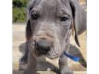 Great Dane Puppy for sale in El Paso, TX, USA