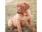 American Bull Dogue De Bordeaux Puppy for sale in Plymouth, IN, USA