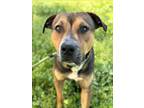 Adopt HUDSON a Rhodesian Ridgeback, Mixed Breed