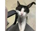 Adopt Mister Top Hat a Domestic Short Hair