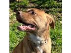 Adopt Luke a Labrador Retriever, Pit Bull Terrier