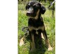 Adopt Buster a German Shepherd Dog, Black and Tan Coonhound