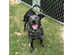 Adopt Stimpy a Australian Cattle Dog / Blue Heeler