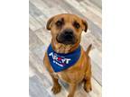 Adopt Armani a Rhodesian Ridgeback