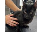 Adopt Inky a Domestic Short Hair