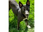 Adopt Delilah a Australian Cattle Dog / Blue Heeler, Shepherd