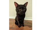 Adopt Wally a Extra-Toes Cat / Hemingway Polydactyl