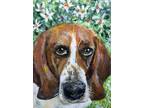 ACEO Original Painting Dog Coonhound Sweet Ellie Mae in the Daisies by L garcia.
