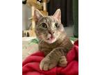 Adopt Drax a Domestic Short Hair, Tabby