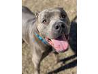 Adopt 2402-0334 Ash a Pit Bull Terrier