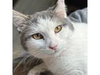 Adopt Sampson a Domestic Short Hair