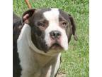 Adopt Barnett in Gloucester VA a Pit Bull Terrier
