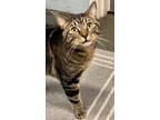 Adopt Ralph a Domestic Short Hair