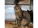 Adopt Sour Dough a Domestic Short Hair, Tiger