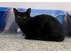 Adopt Woodrow a Domestic Short Hair