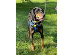 Adopt Tucker a Black and Tan Coonhound