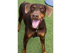 Adopt Nike 3193 a Doberman Pinscher