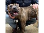 Adopt Bosco - Take My Lead Dog a Mastiff, Pit Bull Terrier