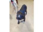 Adopt Outta Bounds a Pit Bull Terrier
