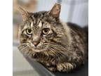 Adopt Gary The Snail - Claremont Location a Domestic Long Hair, Maine Coon