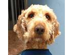 Adopt Mars a Poodle, Labrador Retriever