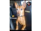 Adopt Prince a Miniature Pinscher