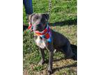 Adopt Nix a American Staffordshire Terrier