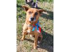 Adopt Larry a Mixed Breed