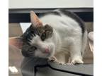 Adopt Peppa (& Friskie) a Domestic Short Hair