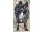 Adopt Brandon a Pomeranian