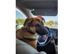 Adopt Pipsy ("Griffin") a German Shepherd Dog, Labrador Retriever