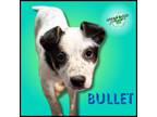 Adopt Bullet a Australian Cattle Dog / Blue Heeler, Border Collie